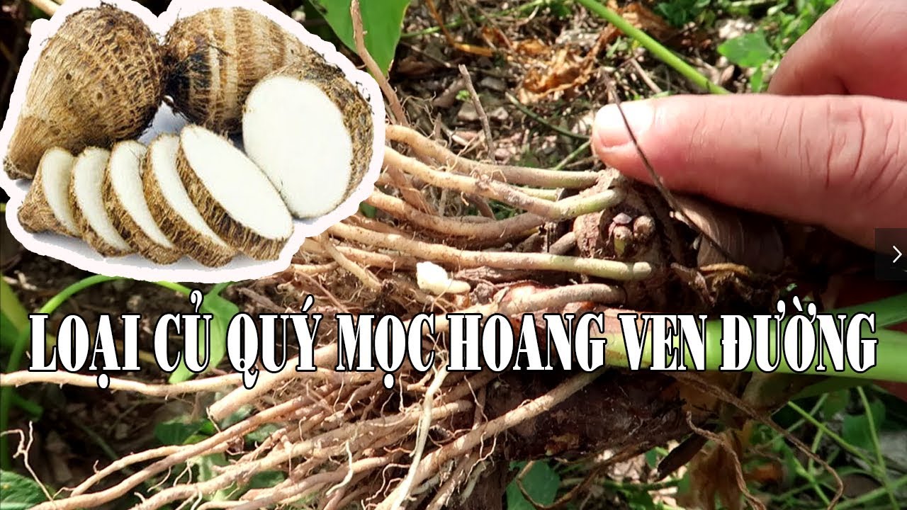 Củ Ráy 1 vị thuốc quý mọc dại ven đường chữa gút, xương khớp, mụn nhọt ...