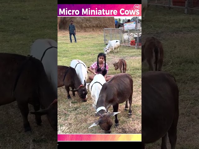 Cute cows  #viral  #india #animals #minicow #reels #love #tgrowth #miniaturecow #smallcow