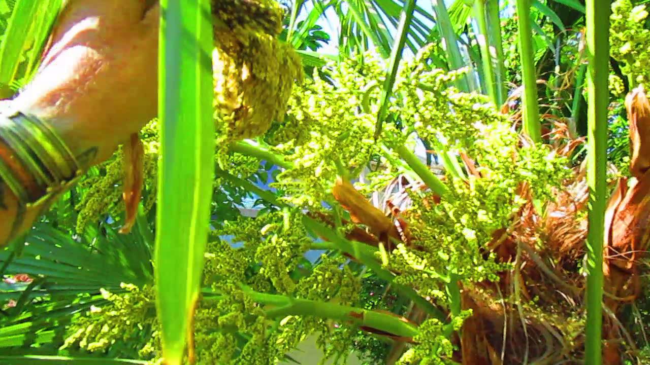 How to Hand Pollinate a Female Trachycarpus fortunei Palm