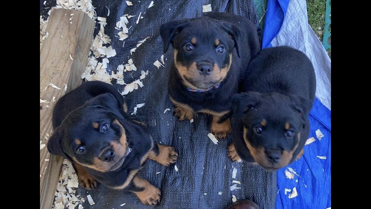 when can rottweiler puppies leave their mother