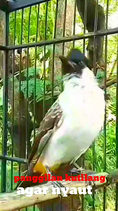 suara burung kutilag gacor memanggil lawan agar nyaut