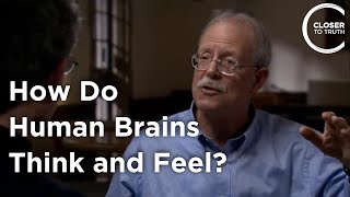 Eran Zaidel  How Do Human Brains Think and Feel?