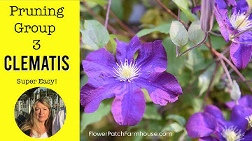 Pruning Group 3 Clematis (update on my Group 2 as well)