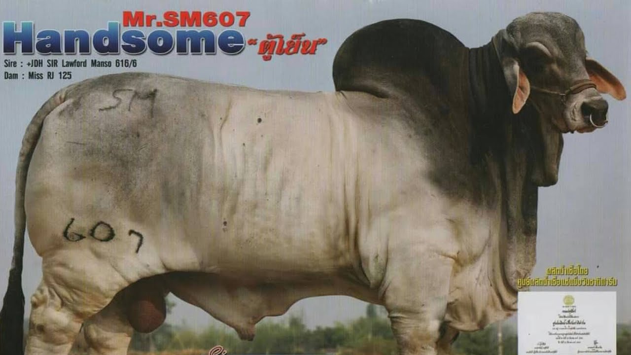 ผลงาน MR.SM607 HANDSOME  จ้าวตู้เย็นกับแม่สายฮินดูบราซิล (ยอดอาเซียน)