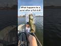 Do fish survive after a fish kill? #kayakfishing #pondfishing #ponds #fishkill #dfw #texas
