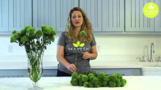 Wholesale Flower Product Showcase: Green Trick Dianthus