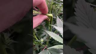 QUICK TIP: What to do if your cannabis STRETCHED too high during the early Flowering stage.