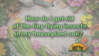 Detailed How do I get rid of these tiny flying insects in my houseplant soil? Details