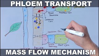 Phloem Transport | Source to Sink Movement | Phloem Loading