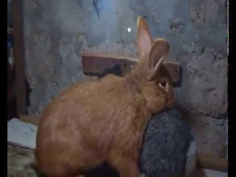 ბოცვრები \"პელიჩი\" და  \"ციგანკას\" 5-ჯერ შეჯვარება!!! 10/05/2020