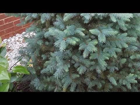 How to propagate Spruce/Cypress from cuttings. 🌲🌲🌲