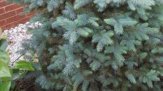 How to propagate Spruce/Cypress from cuttings.
