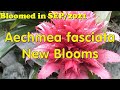 The Plant Traveller: Aechmea faciata No New Blooms