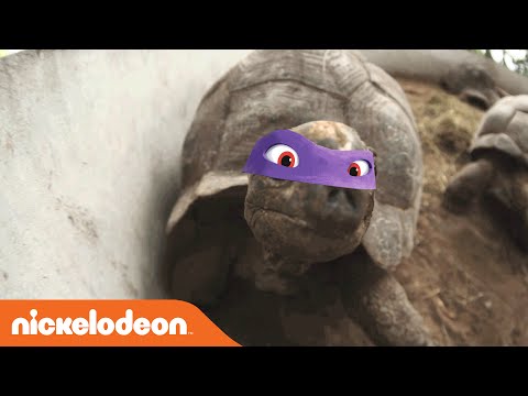 Teenage Mutant Ninja
