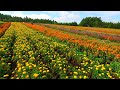 Is The Yatsugatake Garden Project Free This Year Only 
