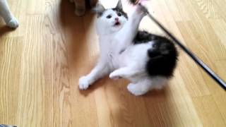 Amazing Kurilean bobtails duel with the toy by Golden Look*LT - Kurilian bobtail cattery 75 views 8 years ago 1 minute