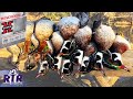 28ga Wood Duck Limits - Kansas Duck Hunting 2020