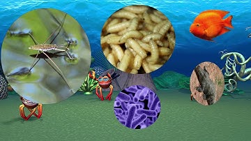 What is Environment and Ecosystem