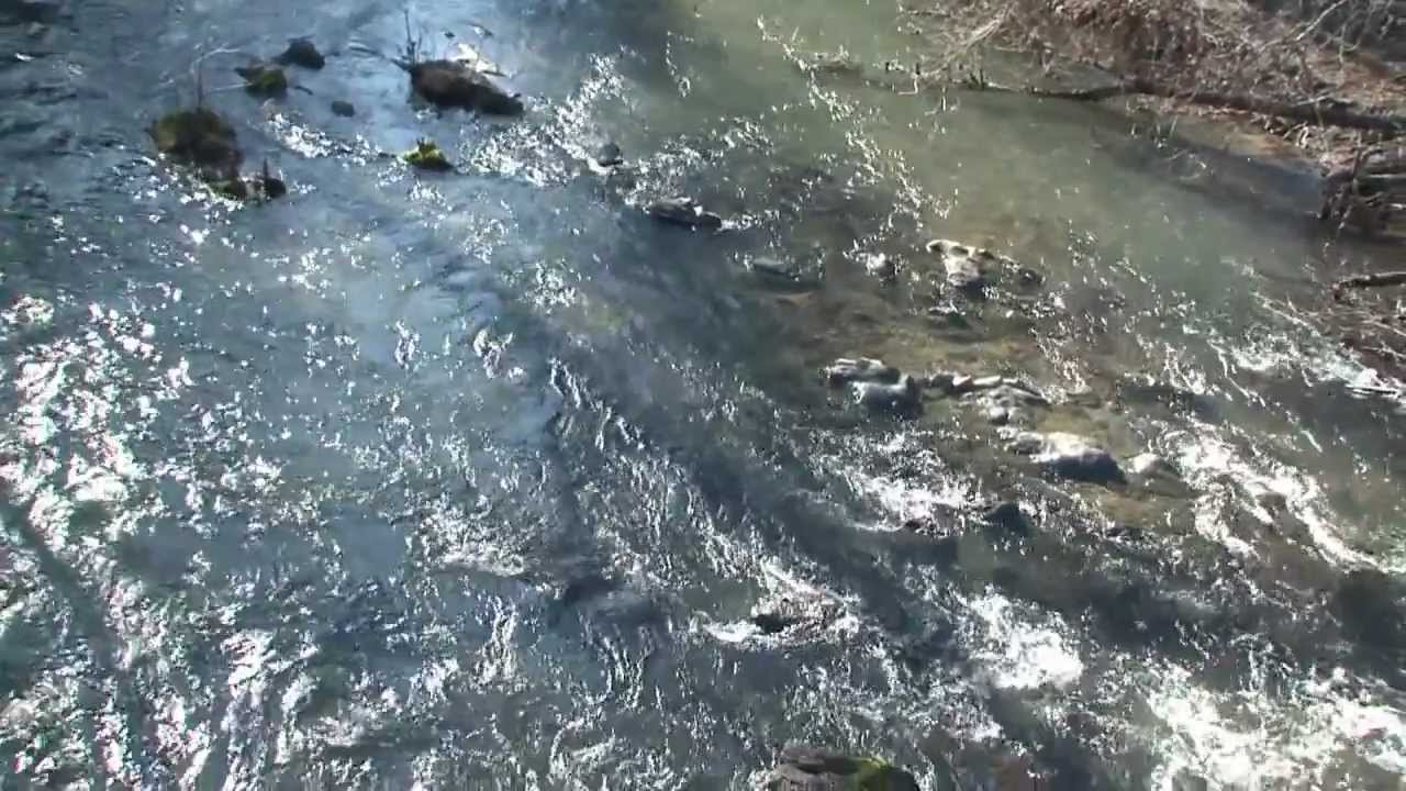 Our Habitats:  Dry Creek & Lake Sonoma