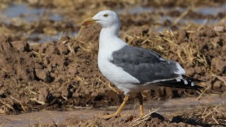 TX, AZ, and CA for Montezuma Quail, Yellow-footed Gull, and Least Storm-Petrel. by Cherokee Outdoor Productions 624 views 1 year ago 4 minutes, 34 seconds