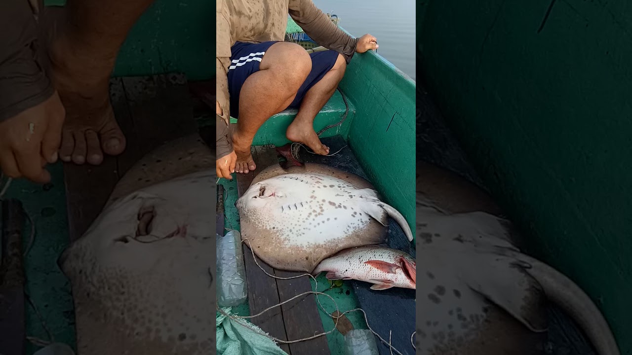 Pancing rawai Dapat pari 20kg ikan merah 2ekor kerapu 