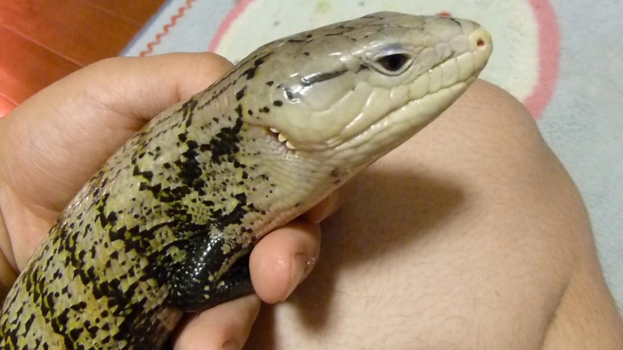 にっこりかわいいアオジタトカゲ Tiliqua Youtube