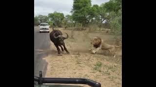 Buffalo runs to tourists for help #shorts