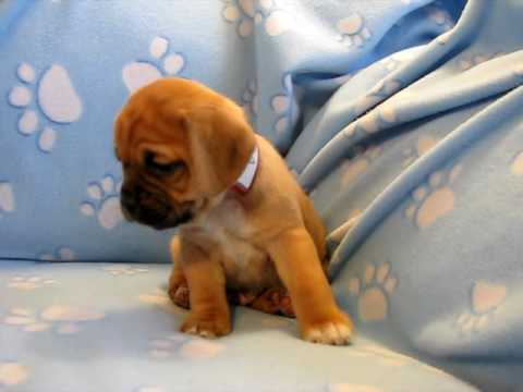 Eggo Puggle Puppy