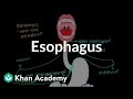 Esophagus | Gastrointestinal system physiology | NCLEX-RN | Khan Academy