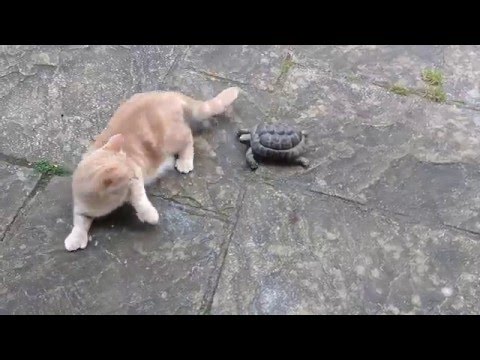 FAST TORTOISE HUNTS & RELENTLESSLY ATTACKS CAT FROM GARDEN