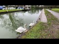 Hurley village walk Baggins The horse swans ducks