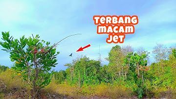 Melatih Sambil Memikat Serindit Liar Di Spot Lejen | Kawasan Serindit Keras Kepala
