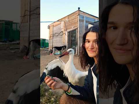 Аисты, оставшиеся на зимовку, собираются к ужину)