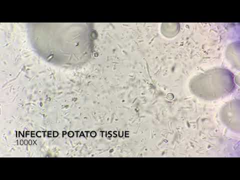 Potato Soft Rot
