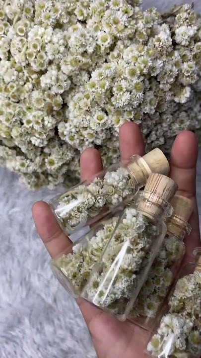 Bunga Edelweiss cuma 4 Ribu di Shopee: Ersadystore 😍 #edelweis #bungaedelweis