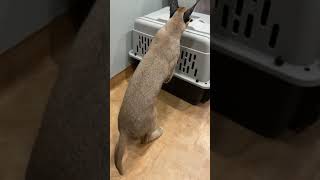 Caracal cats visit the vet today! #cats #caracal #exoticpets by Lavish Savannah’s 356 views 2 years ago 1 minute, 59 seconds