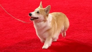 2017 Beverly Hills Dog Show: Pembroke Welsh Corgi, Herding Group | NBC Sports