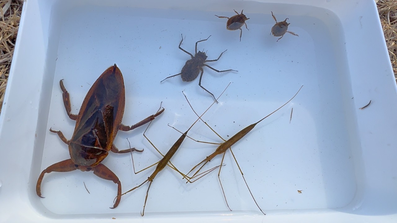 極寒真冬の川にタガメがいた【ガサガサ】