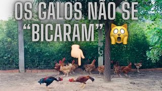 Criação De Galinhas Caipiras Chegou 1 Um Galo Reprodutor Para Melhorar A Granja.