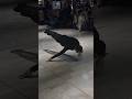 Calisthenics 🥶🥶 #freestyle #Calisthenics #motivation #funny #shorts #trending #viral #youtubeshorts