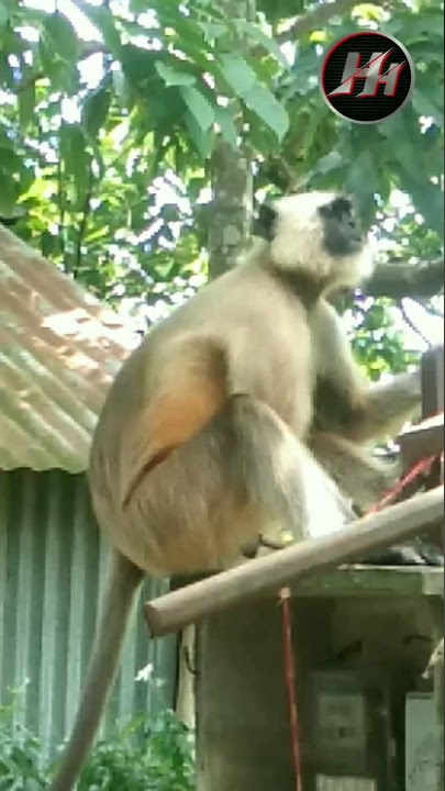 Hanuman Original Sound Hup Hup ππ Monkey Sounds #shorts
