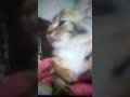 Cute and funny cats and dogs