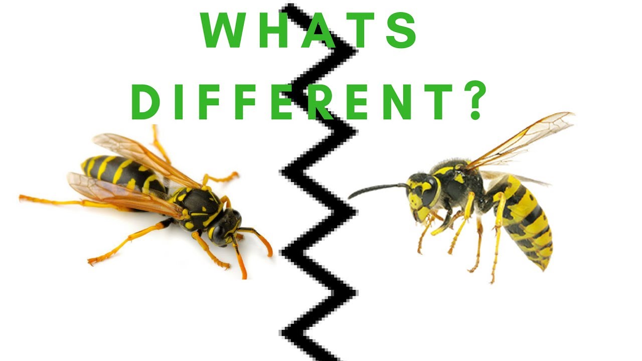 What's the difference between Paper Wasp and Yellow Jacket? 