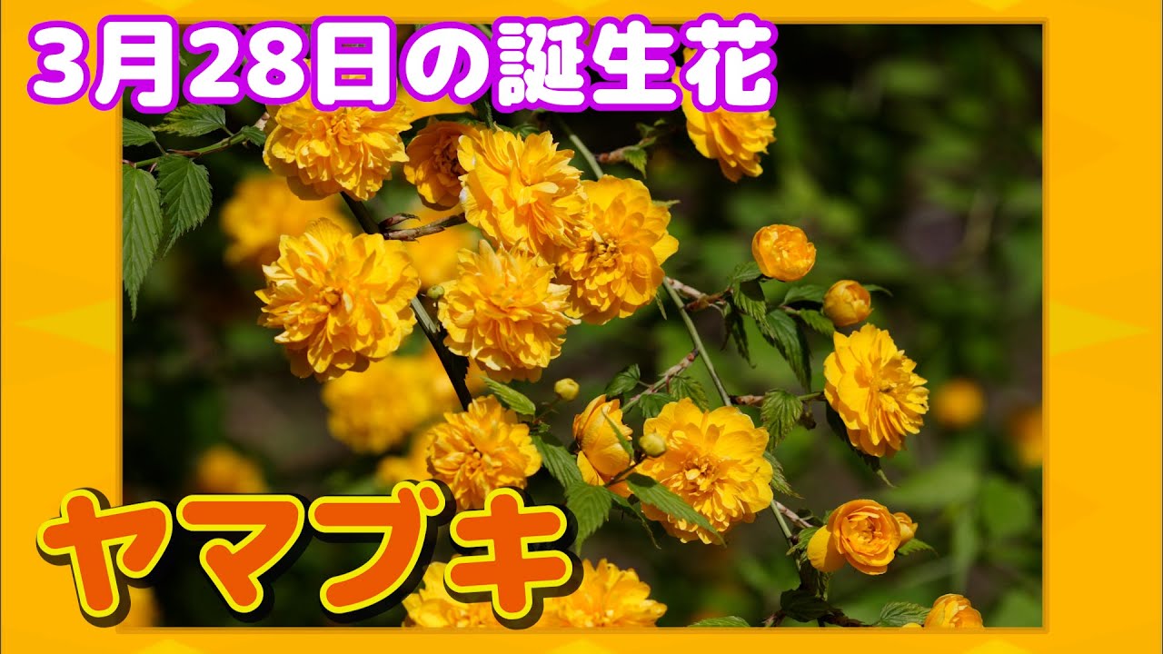 3月28日の誕生花 ヤマブキ どんな花 あなたに送る花言葉は Youtube