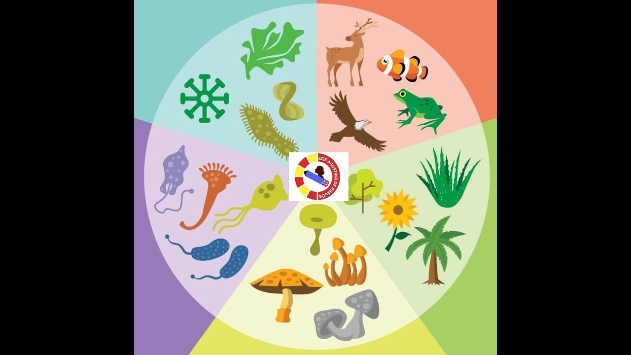 Биологическое разнообразие 5 класс. Биологическое разнообразие. Биоразнообразие животных. Видовое разнообразие животных. Биологическое разнообразие плакат.