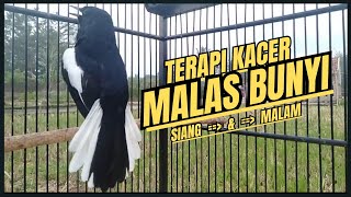 Suara Burung Kacer Bikin Lawan Emosi Gacor, Pancingan Kacer Agar Cepat Emosi Gacor