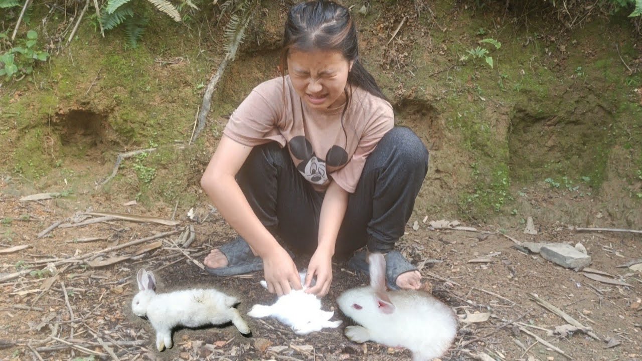 dig up cassava roots to eat, Go to the forest to find tubers to sell ...