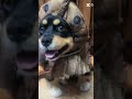 #foryou #gorillatag #edit #dogs