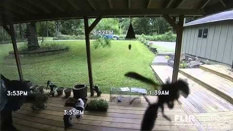 FLIR FX Indoor Wireless 1080P HD Video Monitoring Security Camera demo