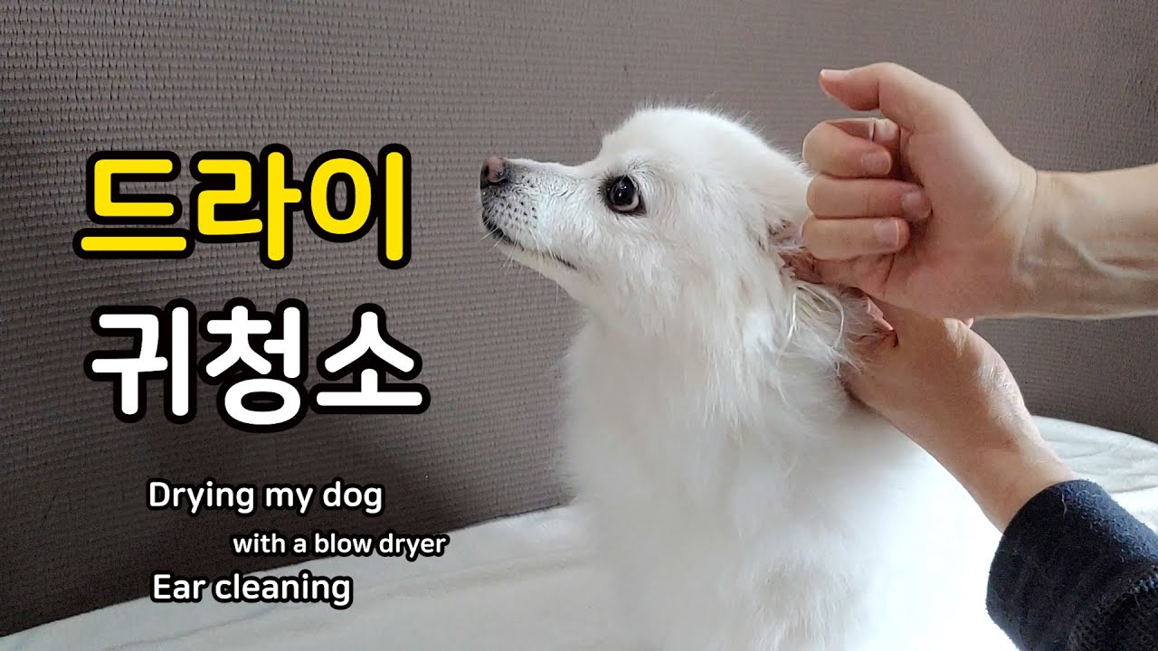 스피츠 강아지 드라이, 귀청소. Drying my dog with a blow dryer and Ear cleaning
